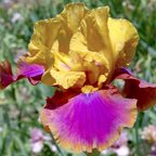 Syncopation - reblooming tall bearded Iris