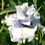 T-Rex - fragrant tall bearded Iris