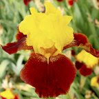 Taco Supreme - tall bearded Iris