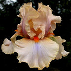 Amber Rainbow - tall bearded Iris