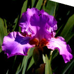 Amethyst Flame - tall bearded Iris