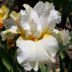 Aureoles - fragrant tall bearded Iris