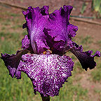 Autumn Explosion - fragrant reblooming tall bearded Iris
