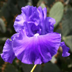 Autumn Grandeur - reblooming tall bearded Iris