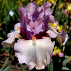 Better Together - tall bearded Iris