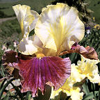 Bud to Blossom - fragrant tall bearded Iris