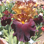Caramel'n Chocolate - tall bearded Iris