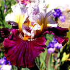 bearded Iris with the name Cheap Date - fragrant tall bearded Iris