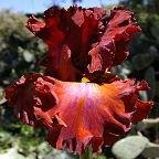 Cherokee Blaze - tall bearded Iris