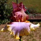 Chocolate Topping - tall bearded Iris