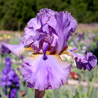 Comme Un Volcan - fragrant tall bearded Iris