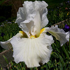Cozy Cotton - reblooming tall bearded Iris