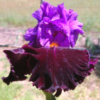 Dark Icon - tall bearded Iris