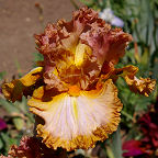 Desert Passion - fragrant tall bearded Iris