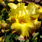 Diamond Sunset - fragrant tall bearded Iris