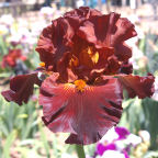 Double Chocolate - tall bearded Iris