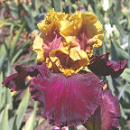 Dramatic Encounter - fragrant tall bearded Iris