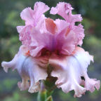 Eleanor Wright-Fink - tall bearded Iris