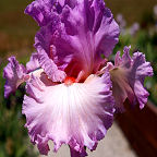 Exit Strategy - tall bearded Iris