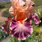 Flamboyant Peach - fragrant reblooming tall bearded Iris