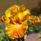 Florentine Gold - fragrant tall bearded Iris