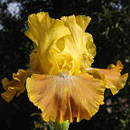 Free Will - fragrant tall bearded Iris