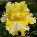 French Lessons - tall bearded Iris