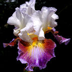 Get Back - fragrant tall bearded Iris