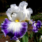 Grand Bargain - fragrantrant reblooming tall bearded Iris