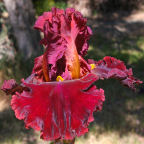 Hearts on Fire - tall bearded Iris