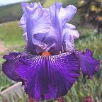 Helen's Melody - fragrant tall bearded Iris
