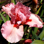 I Pink I Can - tall bearded Iris