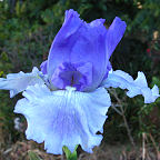 Ice Planet - fragrant reblooming tall bearded Iris
