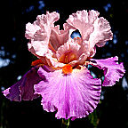 Instant Hit - tall bearded Iris