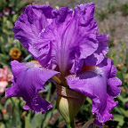 Italic Light - fragrant tall bearded Iris