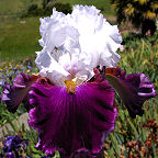 Jazz Queen - tall bearded Iris