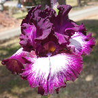Jazzberry - fragrant tall bearded Iris
