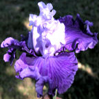 Jerico Springs - tall bearded Iris