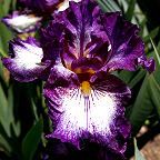 La Troienne - fragrant tall bearded Iris