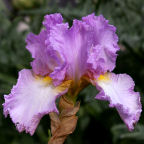 Lace Jabot - tall bearded Iris