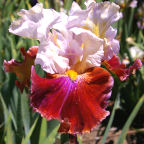 Lady Leigh - fragrant reblooming tall bearded Iris