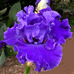 Lake Taneycomo - tall bearded Iris