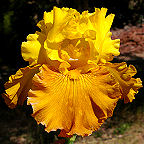 Madame Mustard - fragrant tall bearded Iris