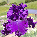 Magnificent Masterpiece - reblooming tall bearded Iris