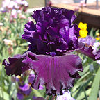 One More Night - fragrant reblooming tall bearded Iris