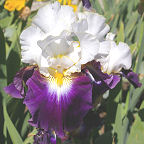 Opposites - tall bearded Iris