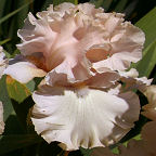 Otherside of Heaven - tall bearded Iris