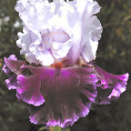 Ozark Jubilee - tall bearded Iris