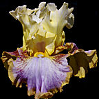 Pattern Play - tall bearded Iris