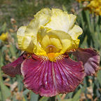 Payback Time - tall bearded Iris